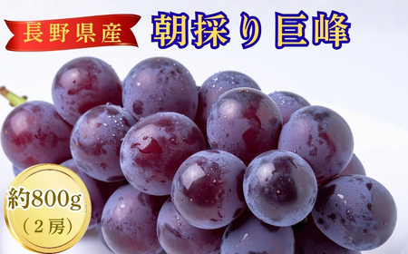 【2026年先行予約】朝採り 巨峰 約800g | 巨峰 千曲市 長野県産 信州