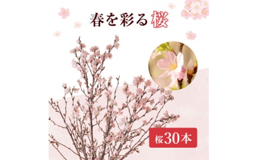 啓翁桜30本【1464595】
