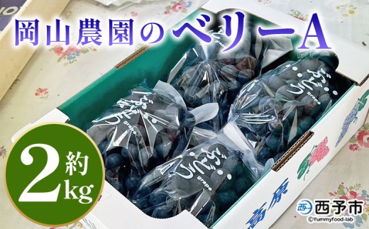 ＜ベリーA 約2kg＞ 果物 くだもの フルーツ 葡萄 ブドウ 皮ごと食べられる 果実 青果 甘い あまい 贈り物 贈答 ギフト 岡山農園 愛媛県 西予市【冷蔵】