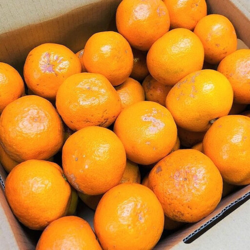 家庭用 有田みかん 5kg (約46個～51個)