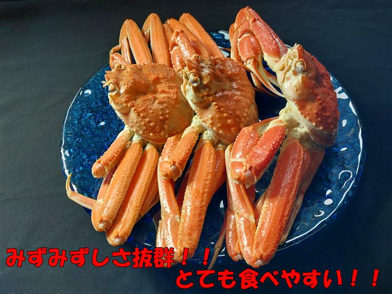 【22043】岩美町特産　若松葉ガニ姿茹で　3枚セット