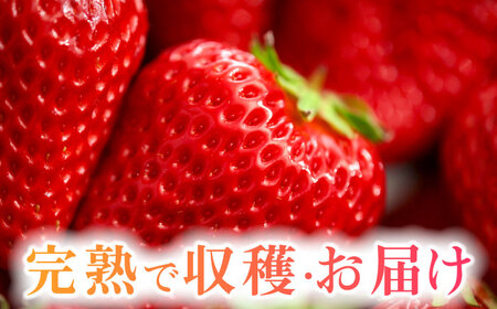 朝摘み 愛知県産 大粒 完熟紅ほっぺ 約200g×4パック いちご 紅ほっぺ 完熟 愛西市/くぼ苺農園[AECJ002]