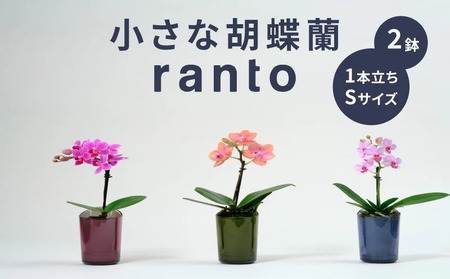 小さな 胡蝶蘭 1本立ち 鉢 付き 2鉢 ranto Sサイズ 【 胡蝶蘭 】