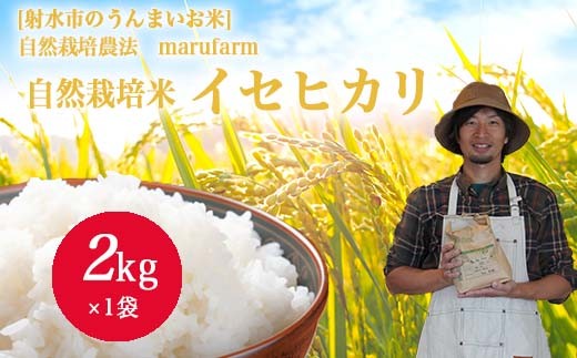 
                  【射水の美味しいお米】【自然栽培農法】自然栽培農家 marufarm 自然栽培米「イセヒカリ」2kg｜米 お米 新米 令和8年産米 ブランド米 銘柄米 精米 イセヒカリ いせひかり こめ お中元 ギフト ご飯 ごはん 2kg 2キロ 人気 ランキング 北陸 富山 送料無料 富山県 射水市 人気米 米2kg 富山米 人気イセヒカリ イセヒカリ2kg 北陸イセヒカリ ※2026年10月～発送
                