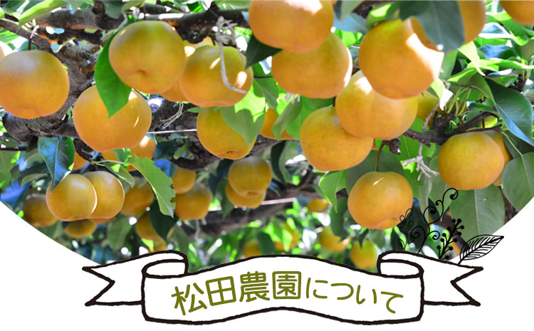 秋 旬 梨 期間限定 【日付指定不可】梨 『松田農園』の くまもと 梨 たっぷり 約2kg 5-7玉前後 予約 受付中 熊本県玉名郡玉東町『松田農園』なし 果物 スイーツ フルーツ デザート スムージ