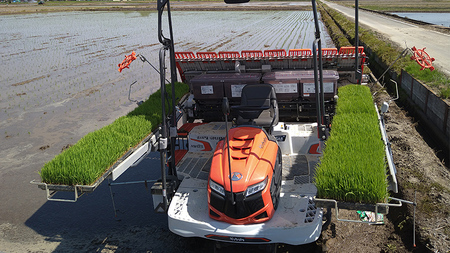 令和7年産 茨城県産 新米 ミルキークイーン 10kg 玄米 米 こめ コメ 農家 直送 こだわり お米 おこめ 茨城 [BG011ya]