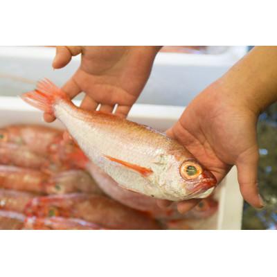 ふるさと納税 浜田市 大秀商店の「干しのどぐろ4尾と子持ち笹かれい3尾」干物セット |  | 03