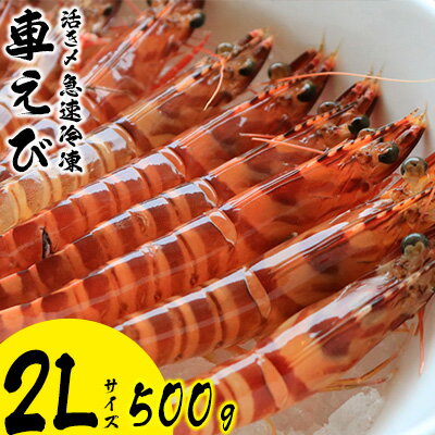 【ふるさと納税】活き〆急速冷凍車えび【2Lサイズ】　500g エビ えび 海老 刺身 さしみ おせち 食材 食べ物 海産物 海産 沖縄 名護 くるまえび お取り寄せ うまみ 甲殻類 送料無料 冷凍