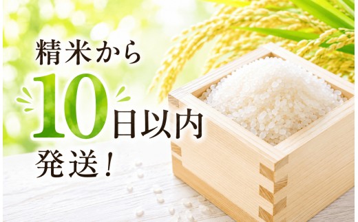 【新米/10月下旬発送】令和8年産 ひとめぼれ 5kg 白米 岩手ふるさと米 米 小分け 袋 ｜ お米 コメ 5キロ 災害 備蓄 防災セット 非常食 白飯 ごはん 炊飯 レトルト カレー いわて ブラ