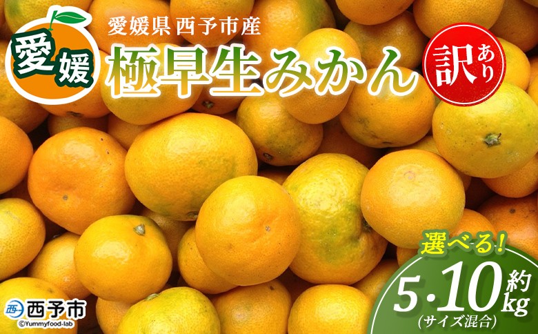 
                  ＜愛媛産 訳あり 極早生みかん（サイズ混合）約5kg/10kg＞『2026年9月下旬から順次出荷予定』選べる 蜜柑 ミカン みかん 訳アリ ご家庭用 温州みかん 極早生 西宇和 果物 フルーツ 柑橘 国産 愛媛県産 西予市産 特産品 丸二青果 愛媛県 西予市【常温】
                