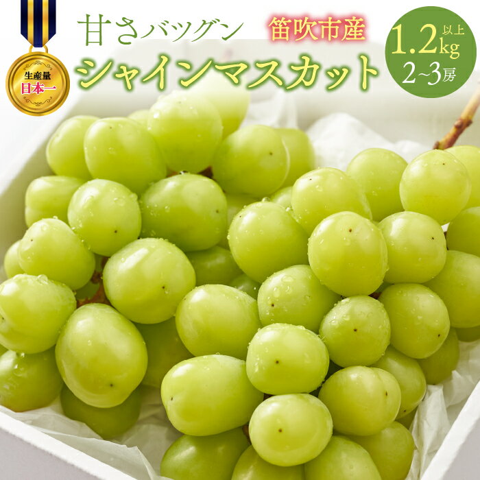 【ふるさと納税】＜2025年発送＞甘さ抜群プリプリ　シャインマスカット　2〜3房　1.2kg以上 ふるさと納税 シャインマスカット 笛吹市 国産 人気 期間限定 ぶどう ブドウ 葡萄 旬 果物 フルーツ 山梨県 送料無料 168-001