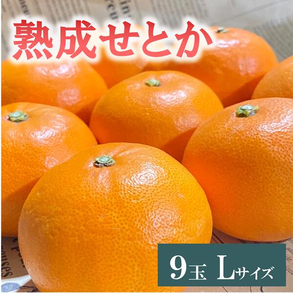 【ふるさと納税】せとか Lサイズ 9玉（約1.7kg）みかんのおと みかん 愛媛 先行予約 【2026年4月以降発送】 数量限定 愛媛県産 人気 柑橘 伊予市｜B335