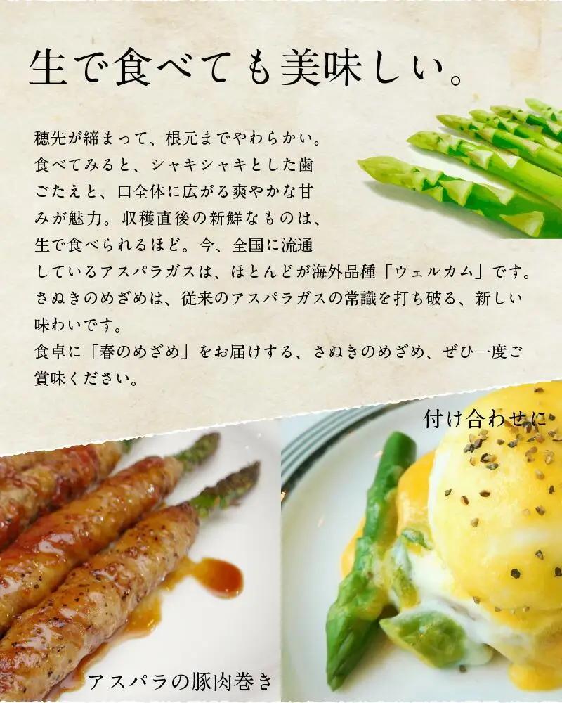 さぬきのめざめセミロング30cm(Mサイズ) 約1.1kg【2027-3月上旬～2027-3月下旬配送】