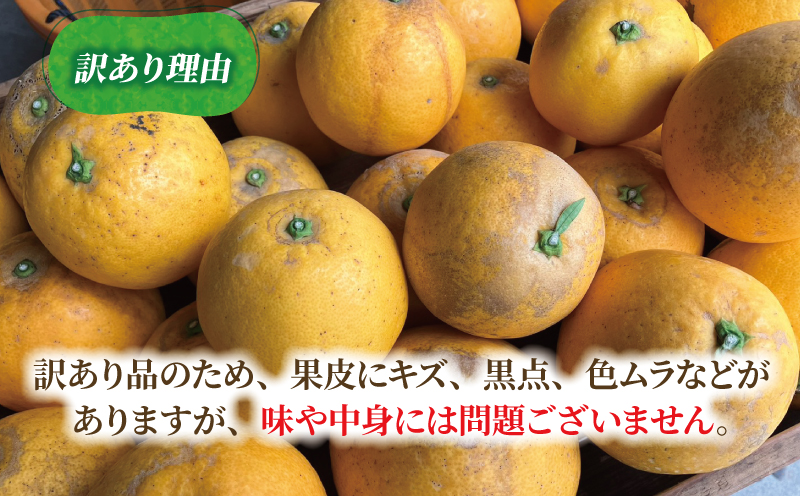 訳あり 河内晩柑 7 ～ 8 kg あかまつみかん 和製 グレープフルーツ 晩柑 かわちばんかん さっぱり 酸味 果物 くだもの フルーツ 柑橘 みかん mikan 蜜柑 愛媛蜜柑 愛媛みかん 農家直