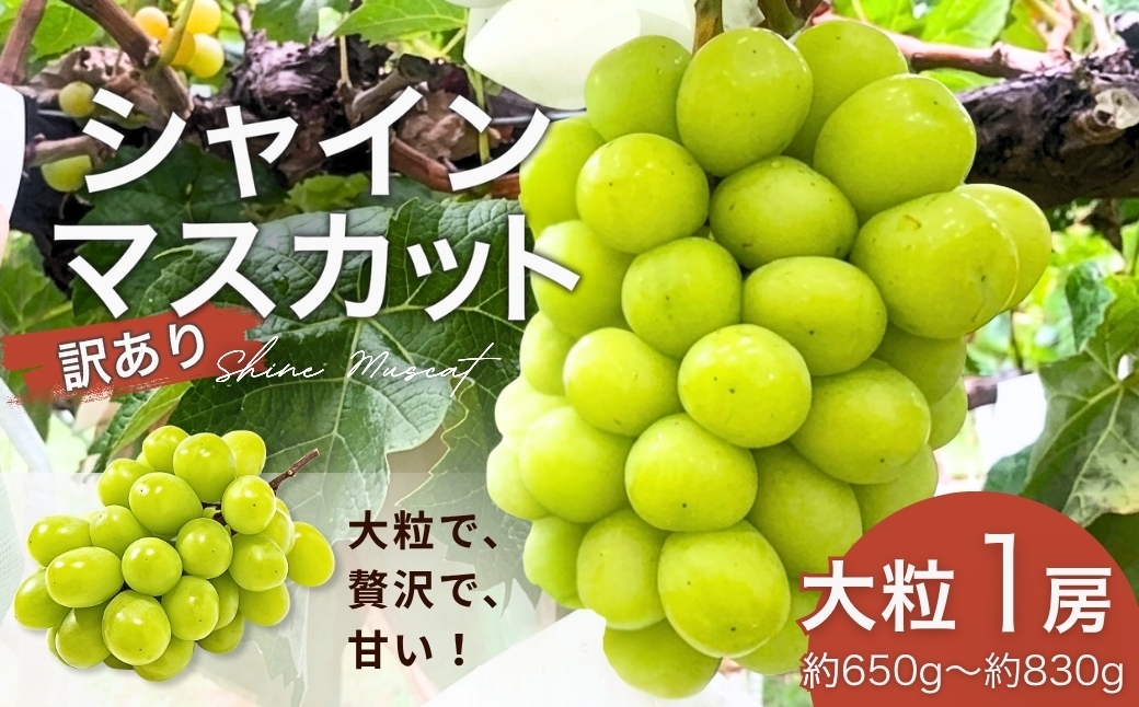 
                  【2026年先行予約】訳あり シャインマスカット 大粒(約650g~約830g×1房) | 果物 フルーツ 白ぶどう 葡萄 ブドウ 種無し 種なし 皮ごと 千曲市 長野県 信州
                