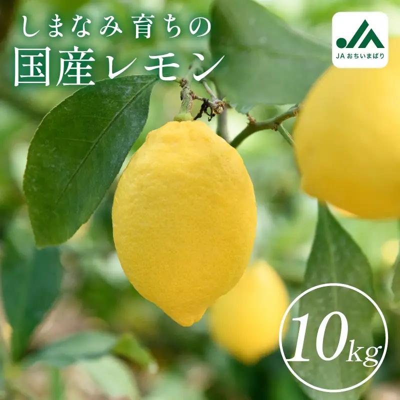 【先行予約】レモン 約10kg【KC00790】