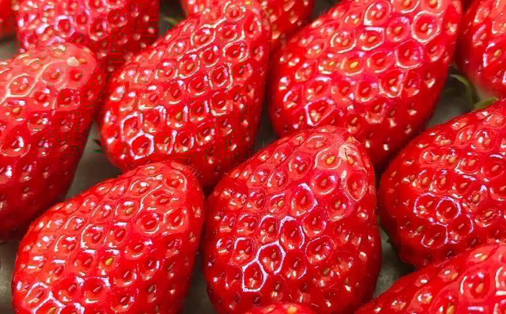 【3回定期便12～1月、2月、3月】寒蜜いちご 紅ほっぺ  2パック（約300g×2パック）×3回【配送不可：北海道・沖縄・離島】｜ いちご 苺 紅ほっぺ 果物 くだもの フルーツ 菊川市 定期便