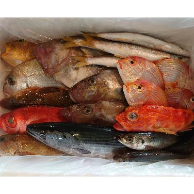 ふるさと納税 長崎市 長崎漁港発!旬の地魚鮮魚セット(小) |  | 03