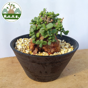 ケラリア・ピグマエア (発根管理済) A014｜観葉植物 コーデックス 盆栽 鉢植え インテリア ハコネコ [0667]