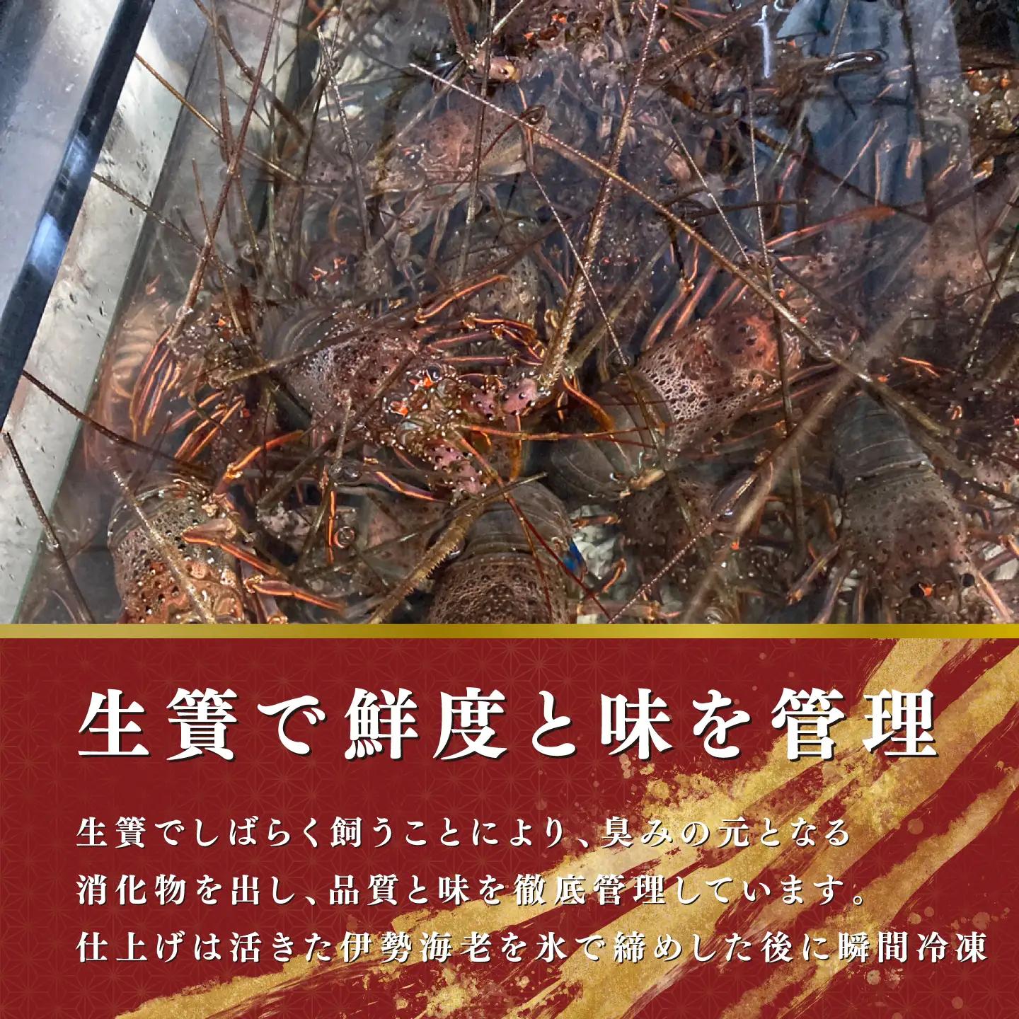 【 伊勢海老 】 活〆冷凍 伊勢海老 4匹