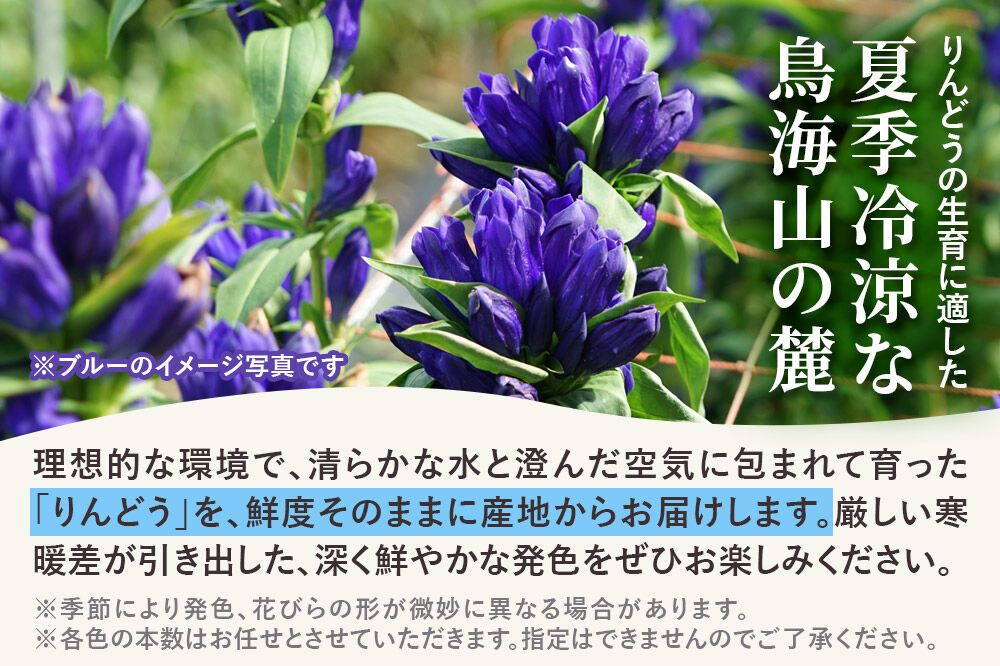 《先行受付》【8月お届け】鳥海町産 りんどう 30本 ブルー ピンク [りんどう リンドウ 竜胆 花 生花 仏花 切り花 ギフト 贈答 インテリア フラワー 秋田県 由利本荘市 鳥海町産]