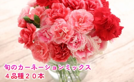 ＜選べる配送月＞ 北海道 カーネーション ミックス 4品種 20本以上 花 花束 切花 ブーケ 旬 季節 詰め合わせ 生花 フラワー アレンジメント 産地直送  8月お届け