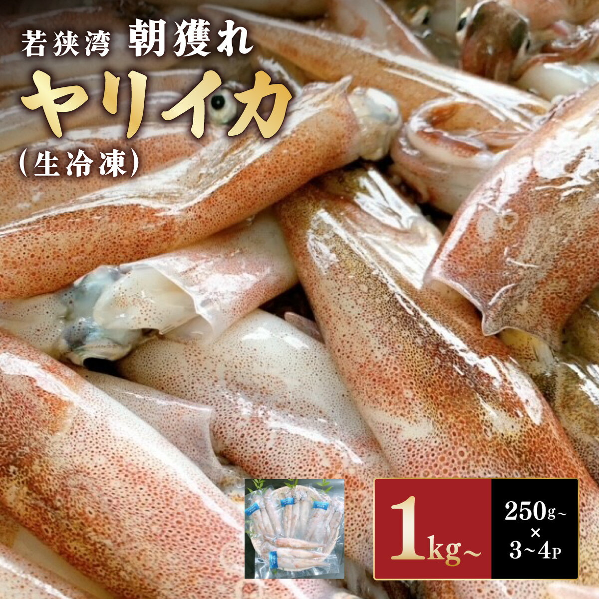 【ふるさと納税】若狭湾の朝獲れヤリイカ（生冷凍）1kg以上（250g以上×3~4パック）【いか 真空パック 新鮮 お造り 炒めもの 塩焼き 煮もの 天ぷら から揚げ パスタ 海鮮 天然】