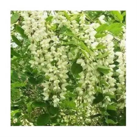 アカシア 蜂蜜 180g×3本セット 岩手県遠野産 純粋 非加熱 花兵養蜂農園【1744390】