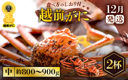 越前がに本場の越前町からお届け！越前がに浜茹で中サイズ（生で約800g～900g）×2杯【12月発送】 [e57-x004_12] 越前町 雄 ズワイガニ ボイル 冷蔵 越前がに 越前ガニ 越前かに 越前カニ