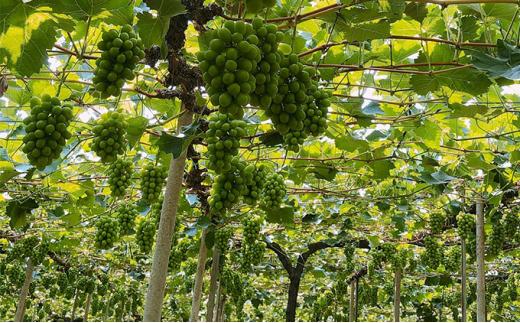 ぶどう 2024年農家こだわりのシャインマスカット 2房 合計約1.2kg 贈答クラス ブドウ 葡萄  岡山市産 国産 フルーツ 果物 ギフト 【 Nini farm 農家 直送 】