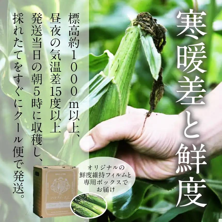 生で食べられる極上の 八ヶ岳 生 とうもろこし 10本入り【2026年7月中旬～発送】| ハマラ
