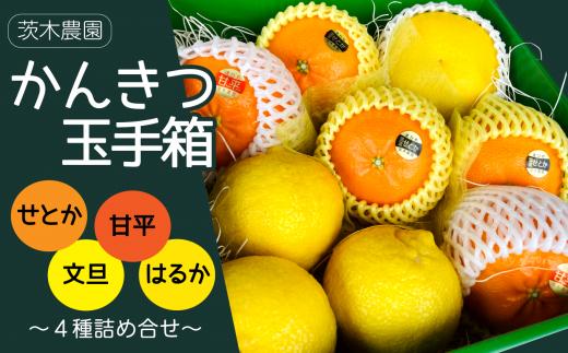柑橘 詰め合わせ 愛媛県西条市 茨木農園 「かんきつ玉手箱」 ～せとか・甘平・文旦・はるかの贅沢な詰め合せ～  【先行予約・2026年2月中旬～3月発送】｜ みかん ミカン 柑橘 詰合せ 食べ比べ セット せとか 甘平 文旦 はるか 愛媛県産 フルーツ くだもの 人気 産地直送 愛媛 西条市