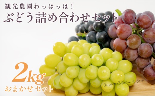 ぶどう 人気3種 詰め合わせ 2kg セット 食べ比べ 朝採れ ブドウ 葡萄 ブラックビート ピオーネ シャインマスカット フルーツ 果物 くだもの 冷蔵 期間限定 贈答 ギフト ぶどう狩り ぶどう農園 子ども向け 観光農園わっはっは! 高知 大月町