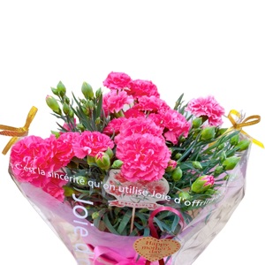 【先行予約】 母の日に！ カーネーション ピンク 2026年5月から順次発送 オンライン決済限定 花 花