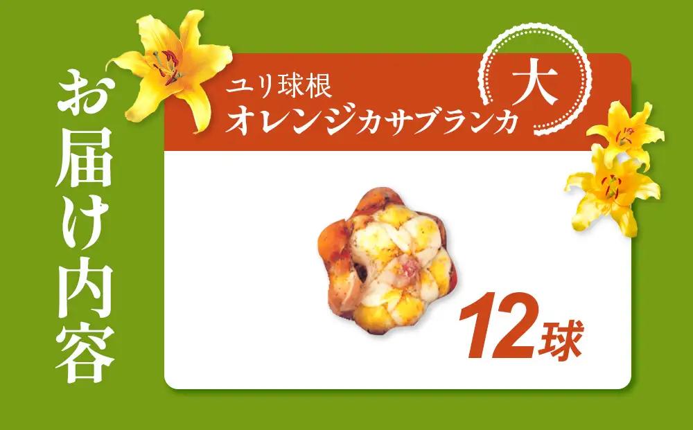 【期間限定】ユリ球根 大球ゴールデンカサブランカ 12球 橙花品種 花 フラワー 園芸 ガーデニング 植物 高品質 送料無料
