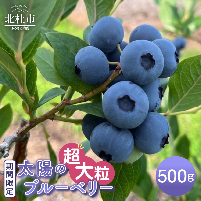 【2025年先行予約】【超大粒】山梨県産（明野産）生果　ブルーベリー500g