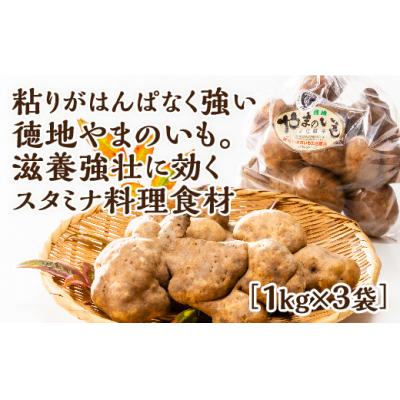 ふるさと納税 山口市 徳地やまのいも1kg袋(ご家庭用)×3袋 D121