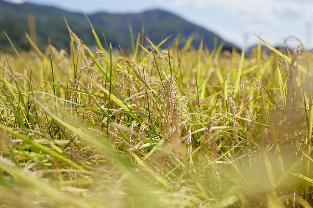 信州伊那産　令和７年度　伊那市田原産米　コシヒカリ　5キロ ｜ 米 コシヒカリ 田原産 お米 伊那 伊那産 長野県 ふるさと納税 【014-50】