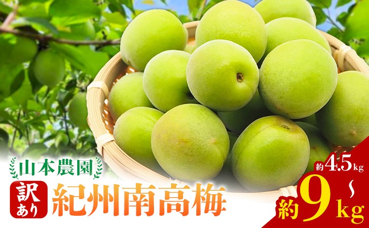 ＜先行予約＞【訳あり】 南高梅 ( 青梅 ) 選べる 約4.5kg 約9kg 山本農園 《2027年5月下旬-7月中旬頃出荷》 和歌山県 日高川町 梅 紀州南高梅 うめ ご家庭用 訳あり フルーツ 果物