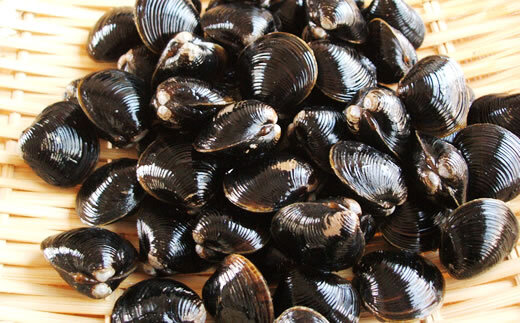 ＜網走湖産＞冷凍しじみ 2kg  ABE006 | しじみ シジミ しじみ シジミ しじみ シジミ しじみ シジミ しじみ シジミ しじみ シジミ しじみ シジミ しじみ シジミ しじみ シジミ しじ