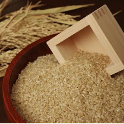 ふるさと納税 西脇市 兵庫県産【きぬむすめ】令和7年産・玄米　10kg(10kg×1袋)