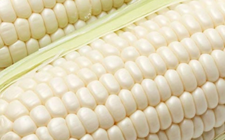 ＜2025年9月上旬よりお届け＞【朝採り】北海道壮瞥産 白いとうもろこし「雪の妖精」Lサイズ6本(約2kg) 【 ふるさと納税 人気 おすすめ ランキング ホワイトコーン 雪の妖精 白い 白 トウモロ