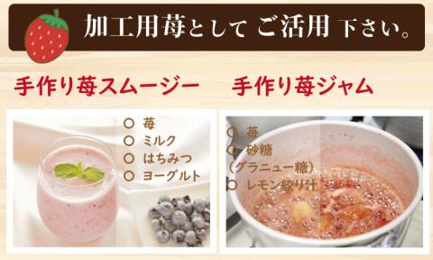 【先行予約（２月より随時出荷）】　訳あり苺（1.800g）ふるかわ農園 いちご 苺　送料無料 農家直送品 果物 くだもの フルーツ 人気 ランキング 高評価 苺 イチゴ