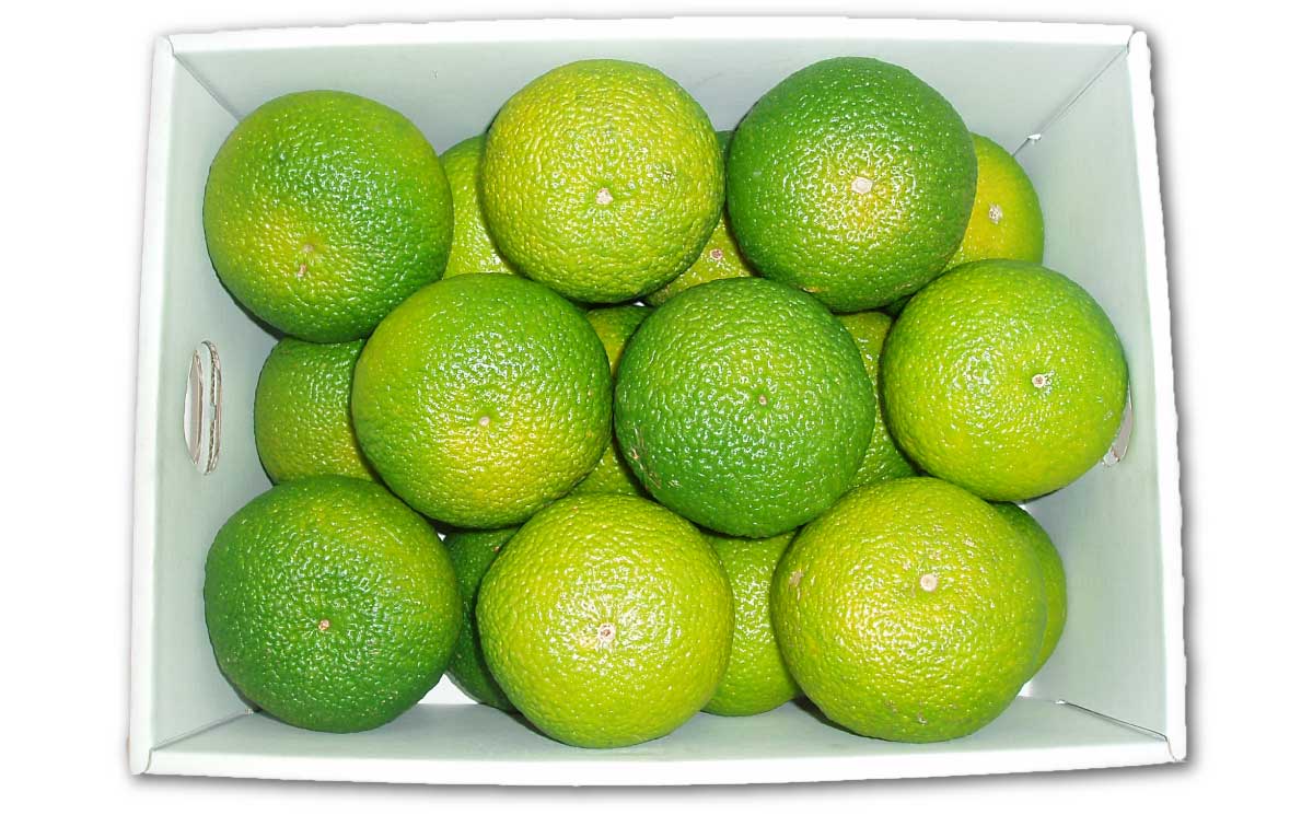 【ふるさと納税】スイートスプリング　2L　約3kg