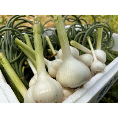 ふるさと納税 宗像市 にんにく塩 2本　にんにくの芽みそ1本【むなかたひかり】_HA1597 |  | 02