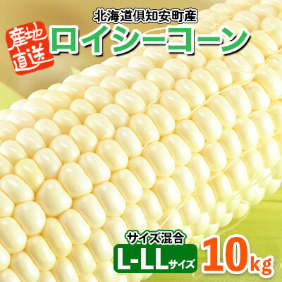 【ふるさと納税】北海道産 とうもろこし ロイシーコーン 計18～20本 10kg前後 L-LL 旬 白い スイート コーン トウモロコシ お取り寄せ 産地直送 野菜 とうきび 送料無料 北海道 倶知安町 野菜セット 　お届け：2025年8月上旬～9月下旬迄