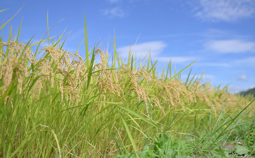 ≪2026年6月発送≫ 令和7年度 山形県産 はえぬき 5kg 精米 白米 お米 米 米米 新米 ご飯 ごはん ブランド米 銘柄米 2025年産 令和7年度産 家庭用 自宅用 贈答用 お取り寄せ 食品 山形県 戸沢村  F7W-0283