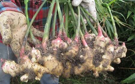 自然の力だけで育てた、こだわり農法の生姜（土付き300g）高知県黒潮町産［1389-2］