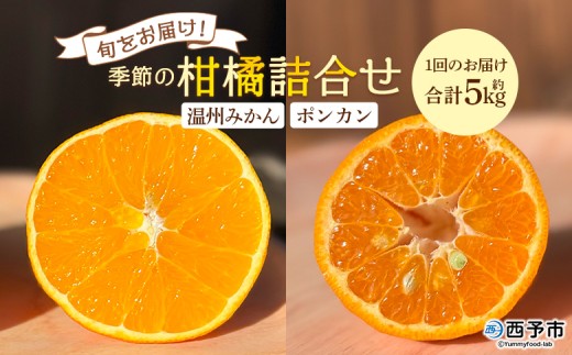 ＜旬をお届け！季節の柑橘 2回定期便（温州みかん約3kg・ポンカン約2kg）＞ミカン ぽんかん 蜜柑 果物 果実 フルーツ お楽しみ 2種類 食べ比べ 手軽 特産品 国産 愛媛県 西予市【常温】