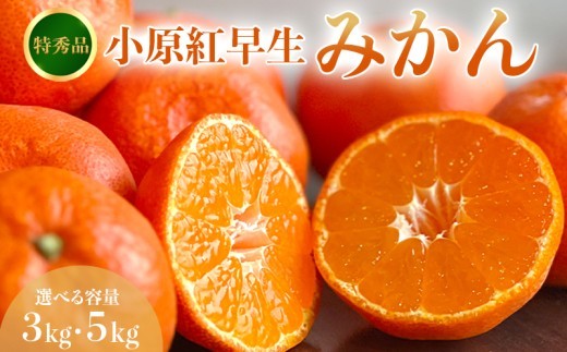 
                  【2026年11月中旬より順次発送】【特秀品】みかん 小原紅早生 約3~5kg 真っ赤なみかん 小原紅早生みかん 甘い ミカン 蜜柑 フルーツ 果物 くだもの 柑橘 柑橘類 デザート 旬 産地直送 冬の味覚 旬の果物 旬のフルーツ お取り寄せ 取り寄せ
                
